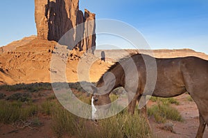 Young wild horse in Monument Valley, Utah.