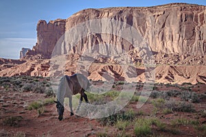 Young wild horse in Monument Valley, Utah.