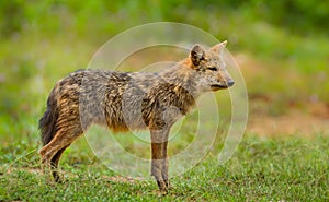 Young wild Jackal (Canidae )