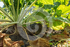 A young wild Jackrabbit hides in the beetroot.