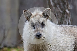 Young wild Japanese serow in Japanese forest