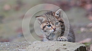 Young wild kitty photo