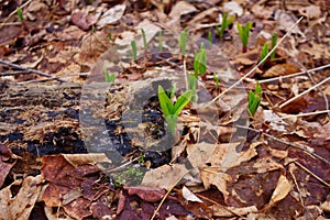 Young Wild leeks/ ramps breaking through the ground.