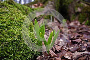 Young Wild leeks/ ramps breaking through the ground.