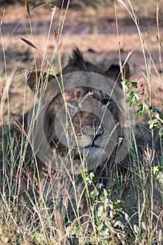 Young wild male lion laying in grass