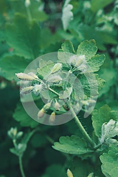 Young wild medicinal plant Chelidonium.