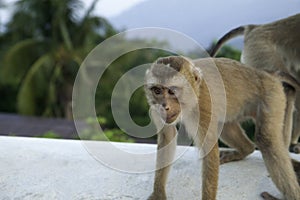 Young wild monkey on a background of jungle and mountains.