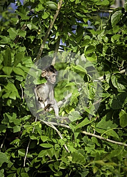 Young wild monkey on the tree