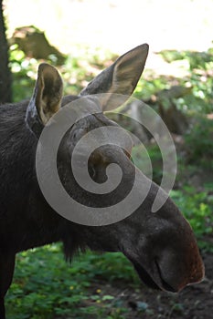 Young Wild Moose in Maine Up Close