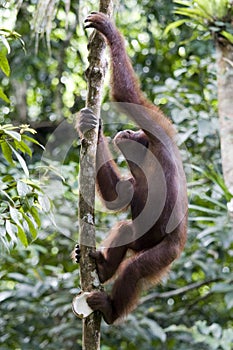 Young wild orangutan, Borneo