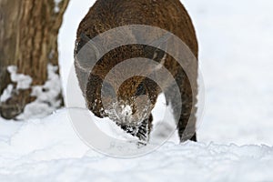 Young wild pig in forest with snow. Wild boar, Sus scrofa, in wintery day. Wildlife scene from nature