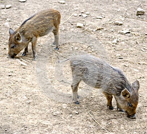 Young wild pigs