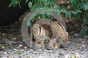 Young wild pigs