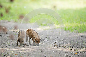 Young wild pigs