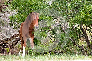 A young wild pony foal at Assateague Island, Maryland