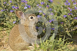 Young wild rabbit