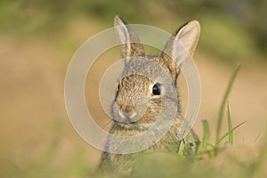 Young wild rabbit