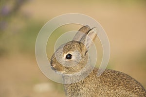 Young wild rabbit