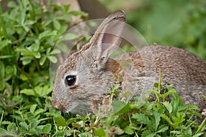 Young wild Rabbit