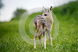 Young wild roe deer in grass, Capreolus capreolus. New born roe