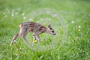 Young wild roe deer in grass, Capreolus capreolus. New born roe