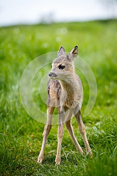Young wild roe deer in grass, Capreolus capreolus. New born roe