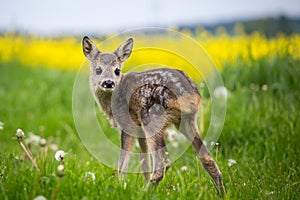 Young wild roe deer in grass, Capreolus capreolus.