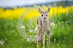 Young wild roe deer in grass, Capreolus capreolus.