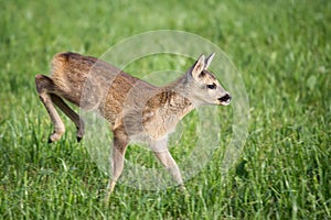 Young wild roe deer in grass, Capreolus capreolus. New born roe deer, wild spring nature