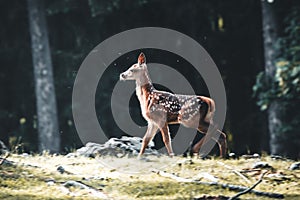 Young wild roe deer in grass, Capreolus capreolus. New born roe deer, wild spring nature