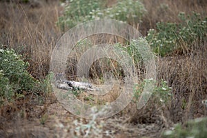 Young wild tabby cat with penetrating gaze, in dry vegetation, b