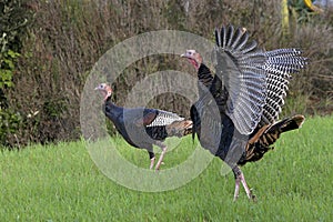 Young wild Tom Turkeys walking in a grassy field photo