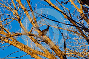 Young Wild Turkey in a Tree