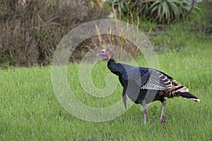 Young wild Turkey walking in a grassy field