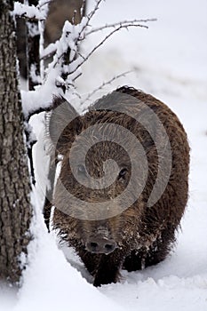 Young wildboar (Sus scrofa)