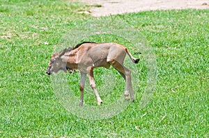 Young Wildebeest