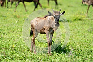Young wildebeest calf stands staring at camera