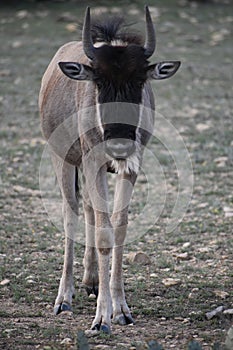 Young Wildebeest Close Up