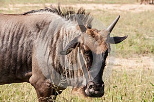 Young Wildebeest Connochaetes taurinus 2