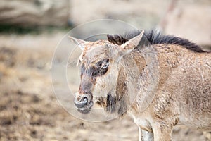 Young Wilderbeest