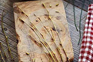 Young willow branches with bark and buds harvested in early spring - ingredient for gemmotherapeutic herbal tincture