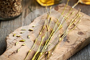 Young willow branches with buds collected in early spring - prepration of gemmotherapeutic tincture