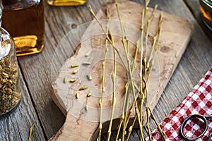 Young willow branches with fresh buds harvested in early spring - prepration of gemmotherapeutic tincture