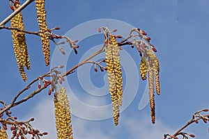 Young willow catkins and buds, selective focus photo