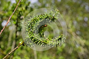 young willow leaves in spring