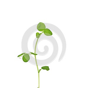 Young winged bean Psophocarpus tetragonolobus sprout growing with isolated white background