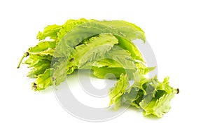 Young Winged Beans on white background