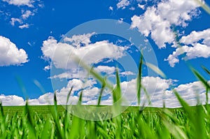 Young winter wheat in a field against a blue sky. Green grass in early spring