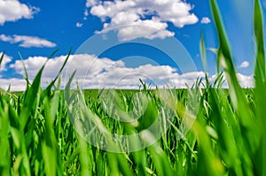 Young winter wheat in a field against a blue sky. Green grass in early spring