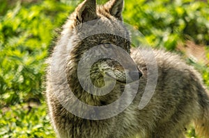 Young wolf (Canis lupus) close-up